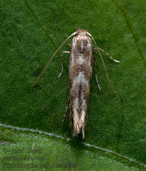 Phyllonorycter issikii