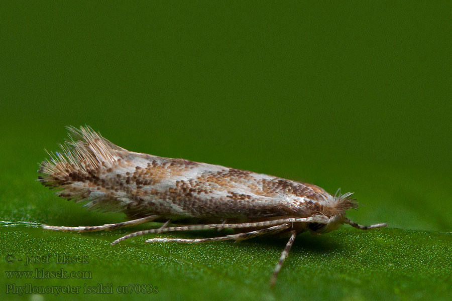 Phyllonorycter issikii