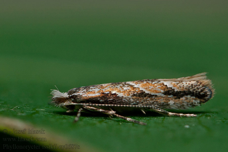 Phyllonorycter issikii