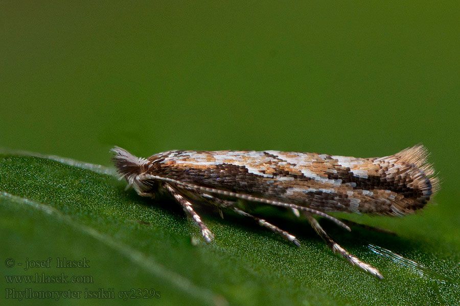 Phyllonorycter issikii