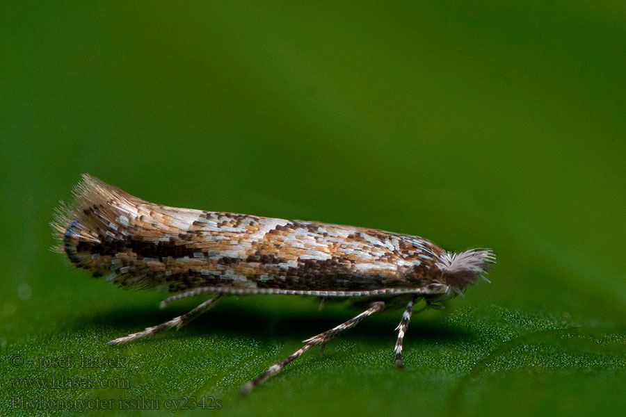 Phyllonorycter issikii