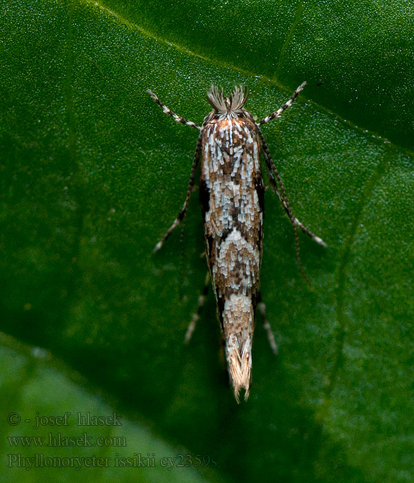 Phyllonorycter issikii