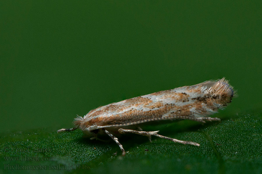 Phyllonorycter issikii