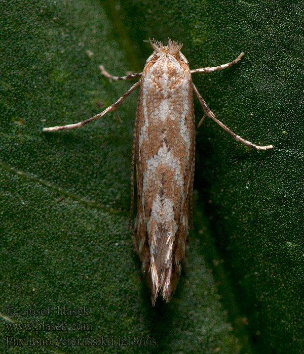 Phyllonorycter issikii