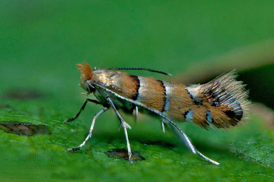 Phyllonorycter klemannella Klíněnka olšová