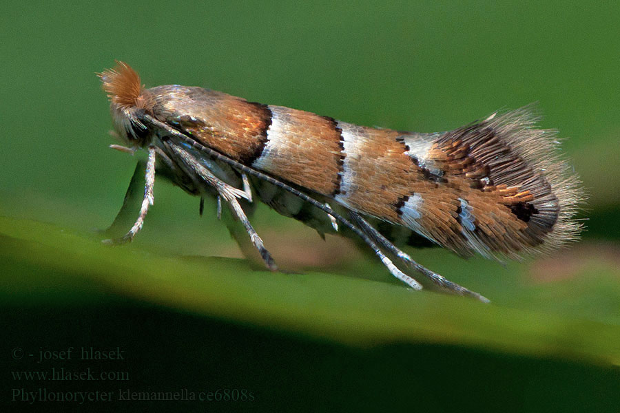 Phyllonorycter klemannella Ploskáčik Kleemannov