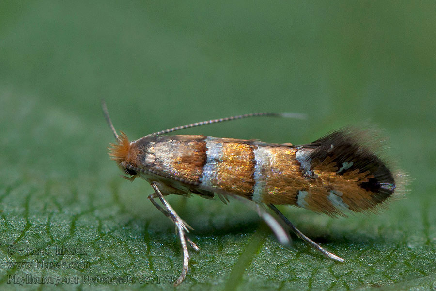 Phyllonorycter klemannella Goudrugelzenvouwmot Mörkröd alguldmal