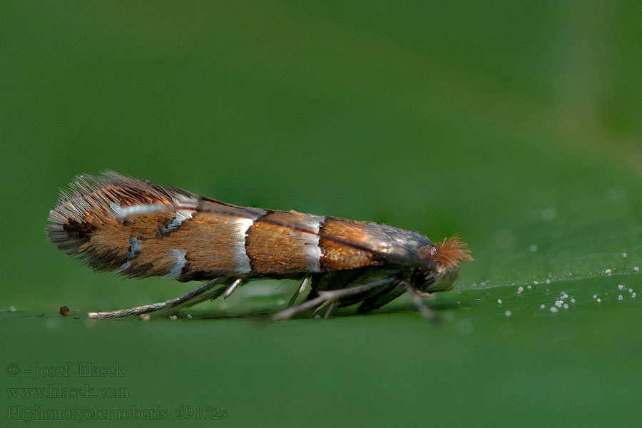Klíněnka olšová Phyllonorycter klemannella