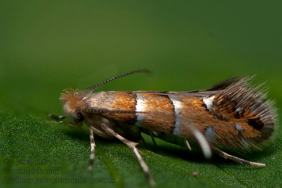 Goudrugelzenvouwmot Mörkröd alguldmal Phyllonorycter klemannella