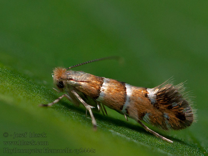 Klíněnka olšová Ploskáčik Kleemannov Phyllonorycter klemannella