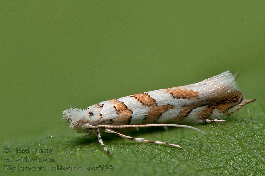 Phyllonorycter kuhlweiniella Ploskáčik lesný