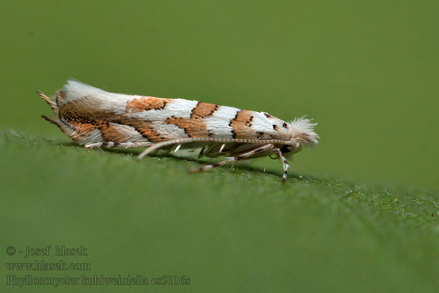 Phyllonorycter kuhlweiniella Gezaagde eikenvouwmot