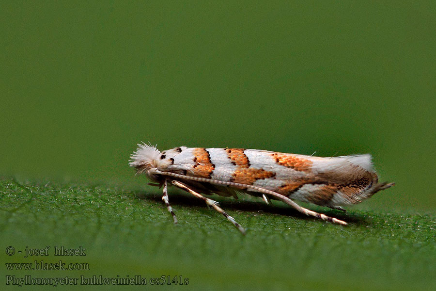 Ploskáčik lesný Phyllonorycter kuhlweiniella