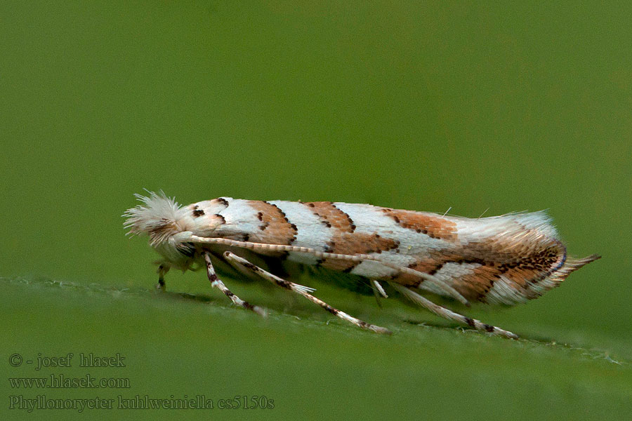 Phyllonorycter kuhlweiniella