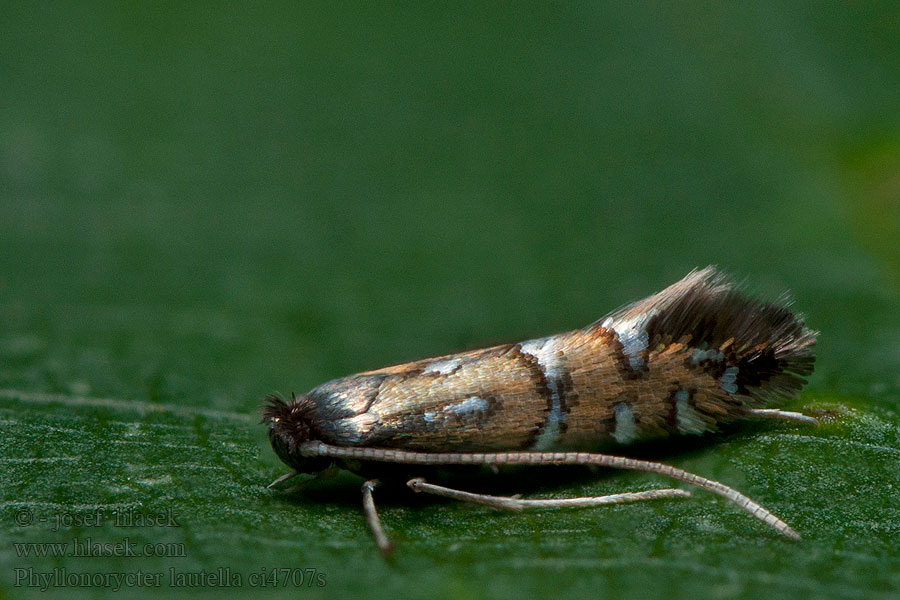 Phyllonorycter lautella Fiery Oak Midget