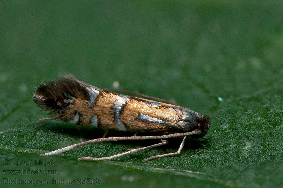 Phyllonorycter lautella Ploskáčik úhľadný