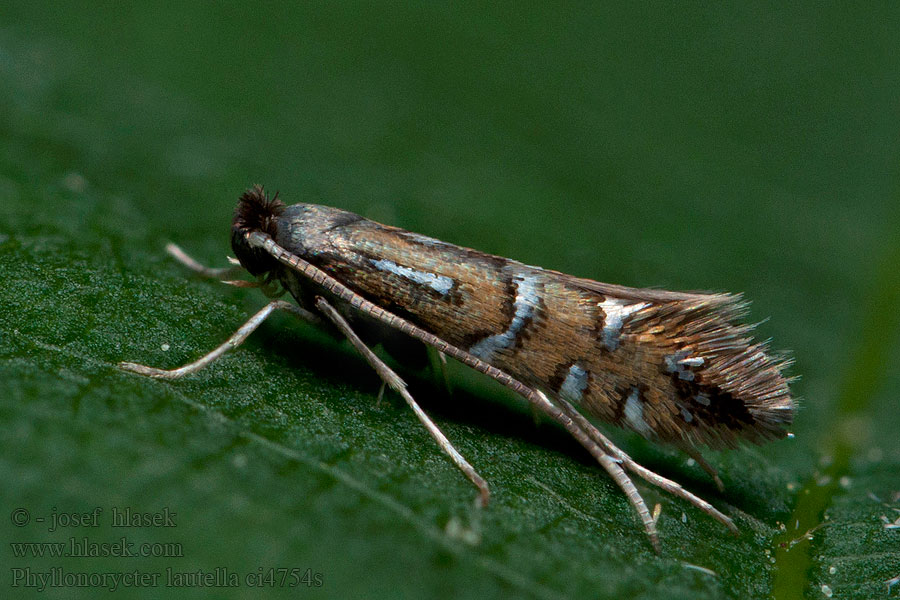 Phyllonorycter lautella Prachteikenvouwmot Eremitguldmal