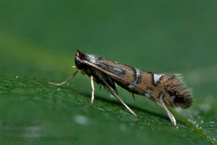 Phyllonorycter lautella Eremitguldmal