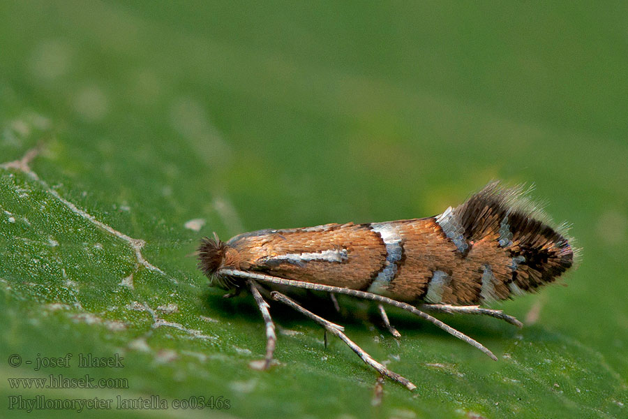 Fiery Oak Midget Phyllonorycter lautella