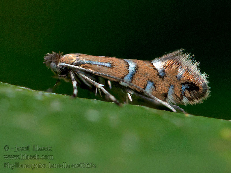 Ploskáčik úhľadný Phyllonorycter lautella