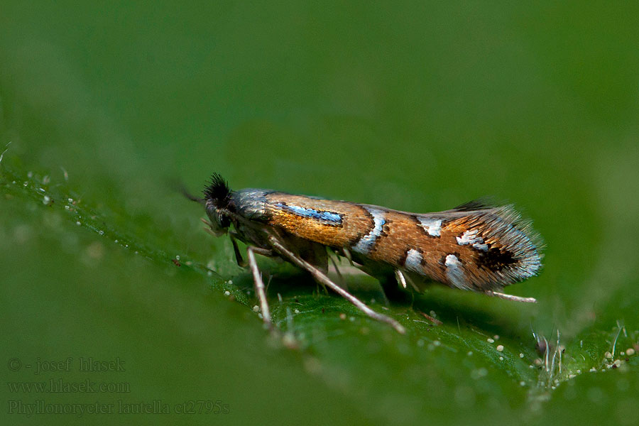 Phyllonorycter lautella