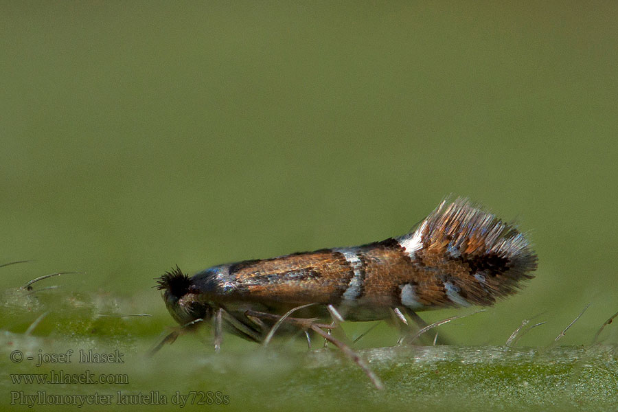 Fiery Oak Midget Ploskáčik úhľadný Phyllonorycter lautella