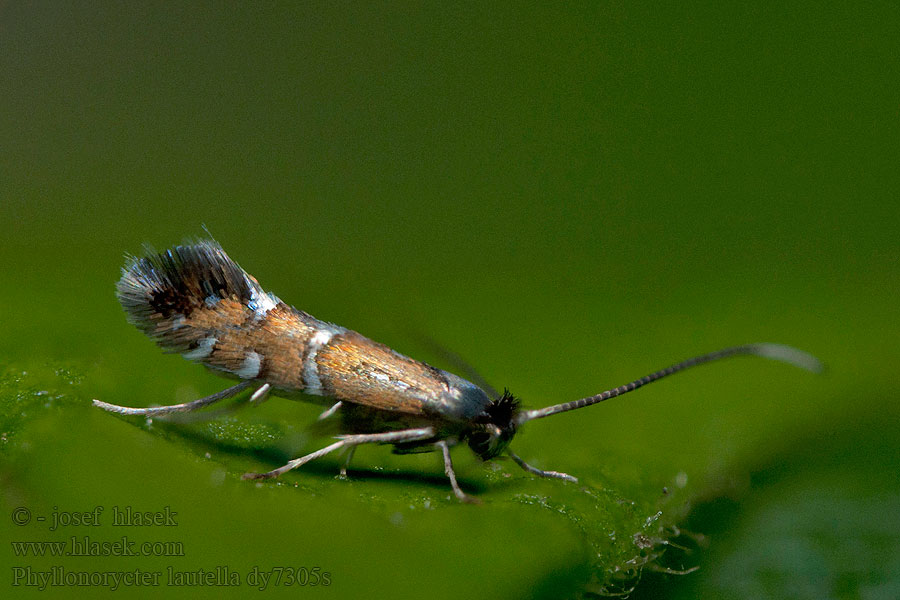 Phyllonorycter lautella Fiery Oak Midget Ploskáčik úhľadný