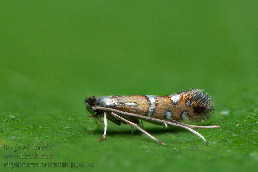 Phyllonorycter lautella