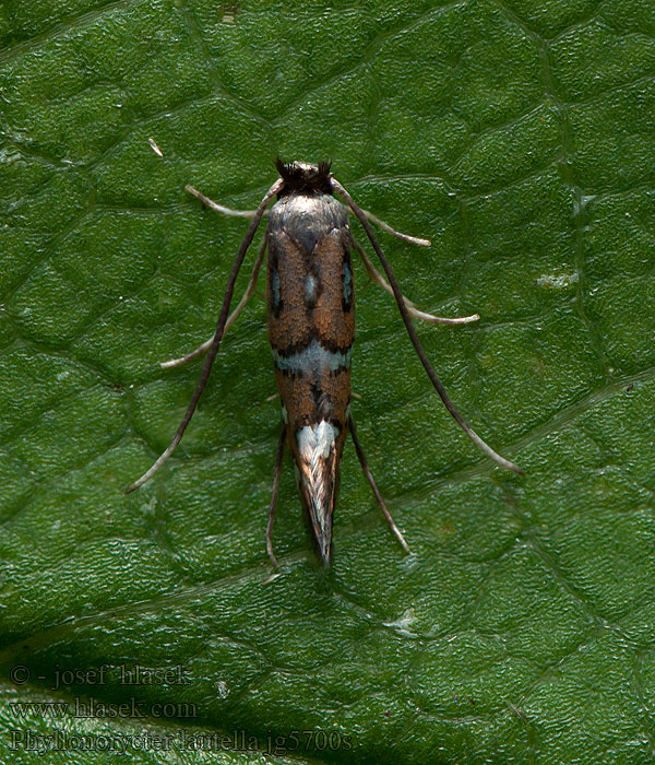 Phyllonorycter lautella