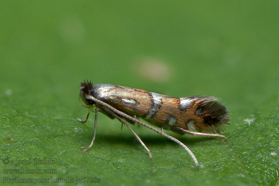 Phyllonorycter lautella