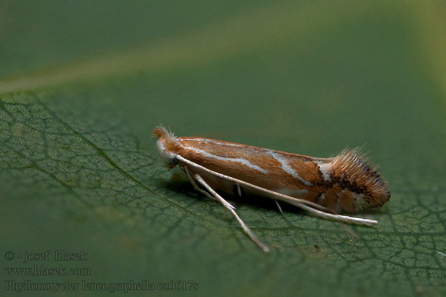 euerdornminiermotte Firethorn Leaf Miner Phyllonorycter leucographella