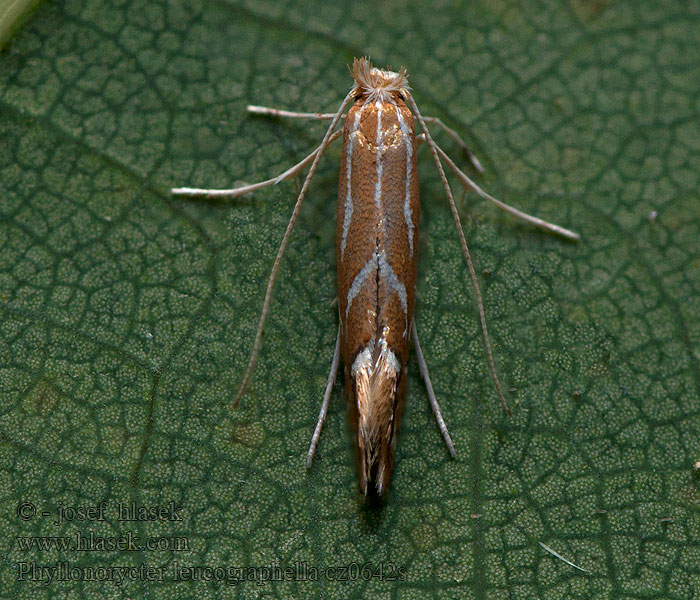 Ploskáčik hlohyňový Phyllonorycter leucographella