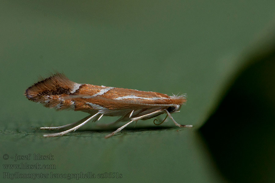 Phyllonorycter leucographella Vuurdoornvouwmot Eldtornguldmal