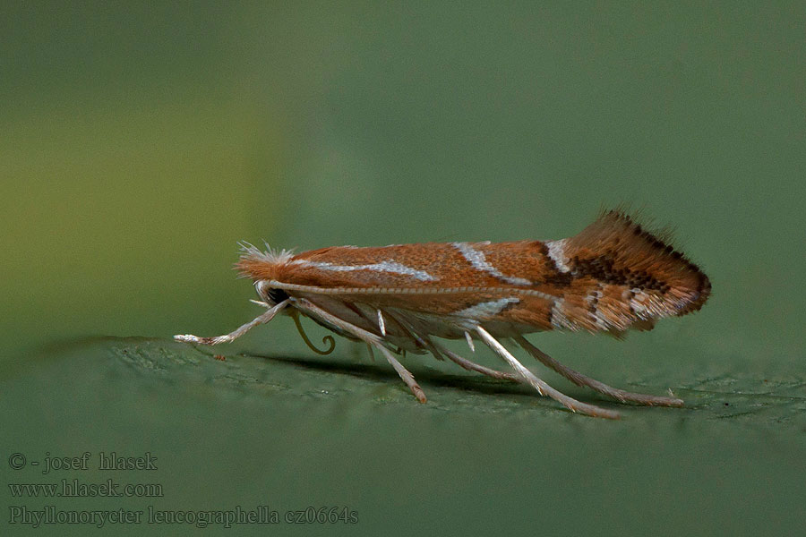 Phyllonorycter leucographella