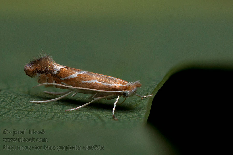 Phyllonorycter leucographella