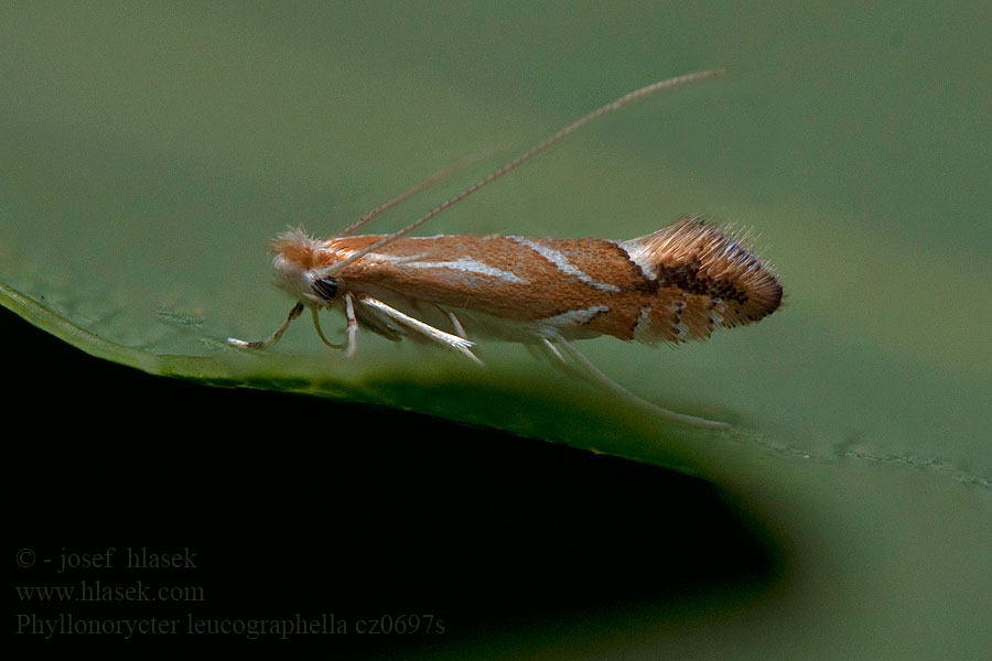 Phyllonorycter leucographella