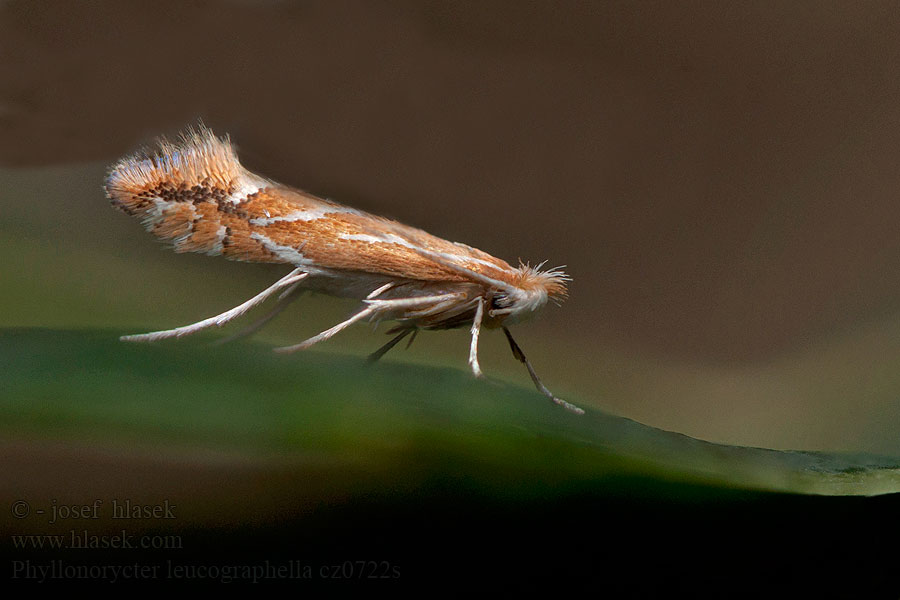 Feuerdornminiermotte Phyllonorycter leucographella