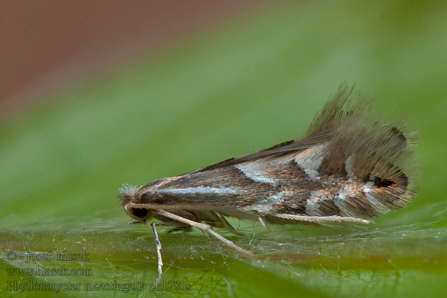 Phyllonorycter maestingella Klíněnka buková