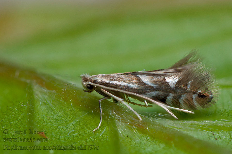 Phyllonorycter maestingella Klíněnka buková Ploskáčik bukový Beukenvouwmot Bokguldmal