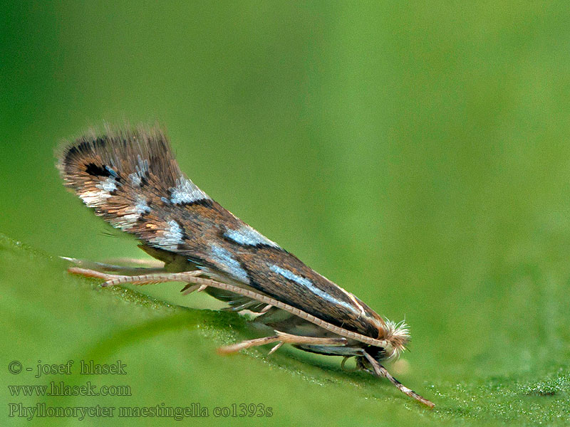 Phyllonorycter maestingella Klíněnka buková Buchenminiermotte