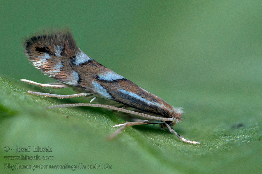 Phyllonorycter maestingella Ploskáčik bukový Beukenvouwmot