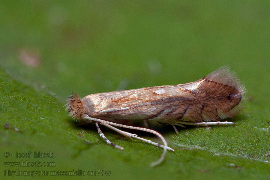 Phyllonorycter messaniella Garden Midget Ploskáčik gaštanový