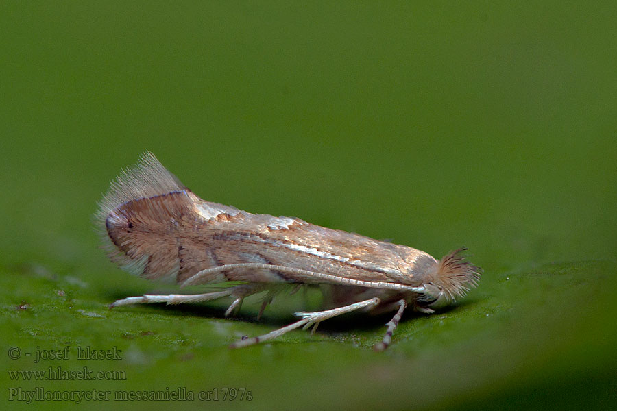 Phyllonorycter messaniella Моль-пестрянка каштановая Veelvraatvouwmot