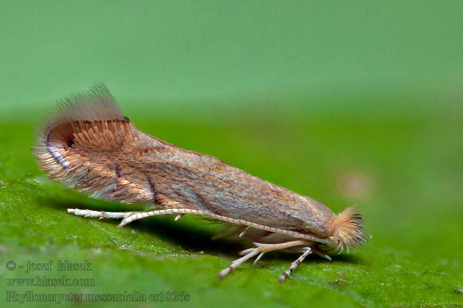 Garden Midget Phyllonorycter messaniella