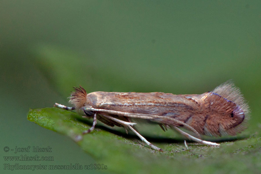 Veelvraatvouwmot Ploskáčik gaštanový Phyllonorycter messaniella