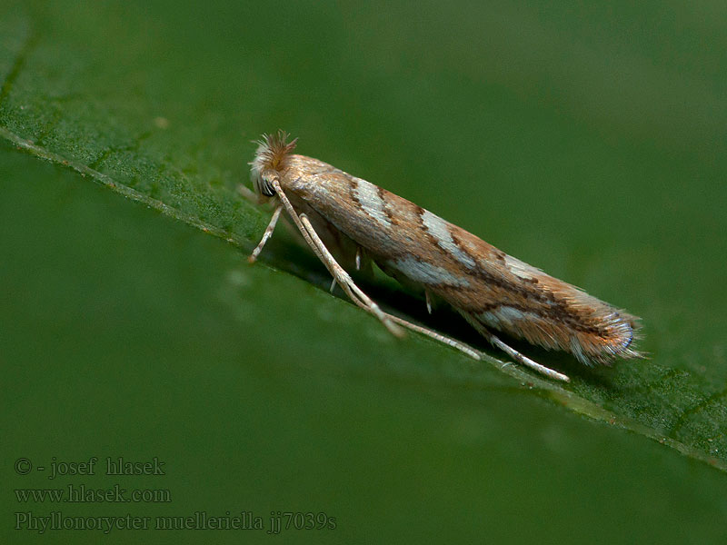 Phyllonorycter muelleriella