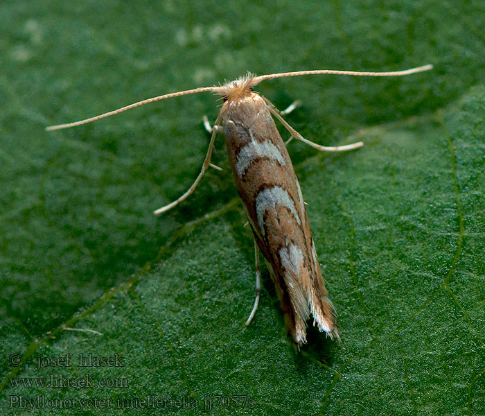 Phyllonorycter muelleriella