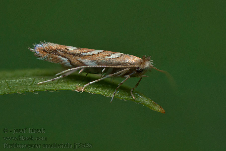 Phyllonorycter muelleriella Gevlekte eikenvouwmot