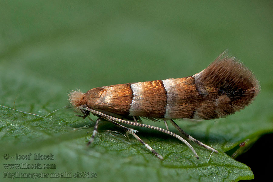 Phyllonorycter nicellii Klíněnka lesní Ploskáčik Nicelliho