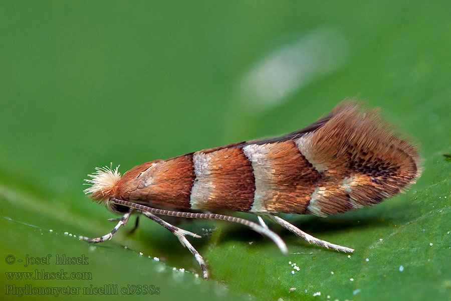 Phyllonorycter nicellii Hazelaarvouwmot Underhasselguldmal